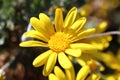 Flower of golden daisy bush Royalty Free Stock Photo