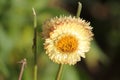 Flower of golden everlasting or strawflower or Xerochrysum bracteatum Royalty Free Stock Photo