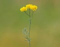 Flower of golden marguerite or yellow chamomile. Cota tinctoria