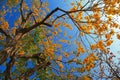 Flower of Golden Trumpet Tree& Cotton Tree Royalty Free Stock Photo