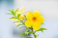 Flower,Golden trumpet vine, Yellow bell (Allamanda cathartica)