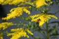 Flower of goldenrod with drinking bee Royalty Free Stock Photo