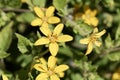 Flower of a goldenstar, Chrysogonum virginianum Royalty Free Stock Photo