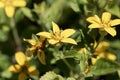 Flower of a goldenstar, Chrysogonum virginianum Royalty Free Stock Photo