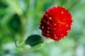 Strawberry Fields globe amaranth, Gomphrena haageana