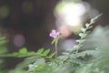 Flower grackround nature