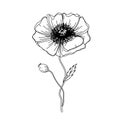 Flower graphic illustration poppy sketch tattoo print color sketch