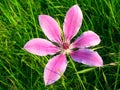 FLOWER ON GRASS