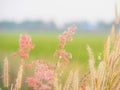 Flower grass Along the way in the summer. It looks bright and beautiful. With soft colors.