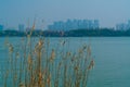 Flower grass on blue sky and river background Royalty Free Stock Photo