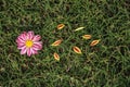 Flower on grass, and briken petals