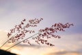 Flower Grass in evening time - purple soft sky Royalty Free Stock Photo