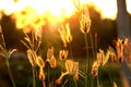 Flower grass Royalty Free Stock Photo