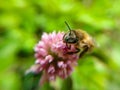 Bee on a flower