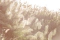 Flower grass impact sunlight on sunset Royalty Free Stock Photo