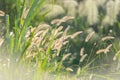 Flower grass impact sunlight on sunset Royalty Free Stock Photo