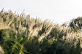 Flower grass impact sunlight on sunset Royalty Free Stock Photo