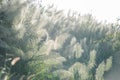 Flower grass impact sunlight on sunset Royalty Free Stock Photo