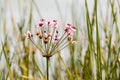 Flower of a grass living at Lake Balaton
