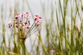 Flower of a grass living at Lake Balaton