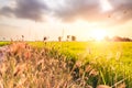 Flower grass near the field between golden hour times.