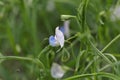 Flower of a grass pea, Lathyrus sativus Royalty Free Stock Photo