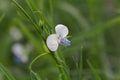 Flower of a grass pea, Lathyrus sativus Royalty Free Stock Photo