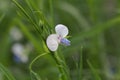 Flower of a grass pea, Lathyrus sativus