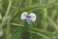 Flower of a grass pea, Lathyrus sativus