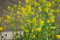 Flower grass at relax morning time detail yard Royalty Free Stock Photo