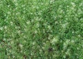 Flower grass shepherds purse Capsella bursa pastoris background