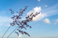 Flower grass and soft blue sky background Royalty Free Stock Photo