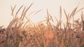 Flower of grass in the sunset with vintage filter. Royalty Free Stock Photo