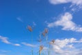 Flower of grass Royalty Free Stock Photo