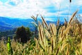 Flower of Grass on the top of the hill