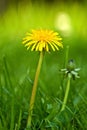 Flower, grass and yellow dandelion in field for natural beauty, spring mockup and blossom. Countryside, nature Royalty Free Stock Photo