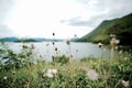 Power of flower grasses Royalty Free Stock Photo