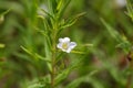 Flower of a gratiole (Gratiola officinalis) Royalty Free Stock Photo