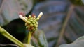 Flower of Great morinda, Tahitian noni, Indian mulberry, Beach mulberry and and small ants are climbing.