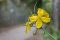 Flower from greater celandine plant outdoors Chelidonium majus