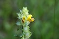 Flower of a greater yellow rattle