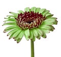 Flower green burgundy gerbera isolated on a white background. Close-up.