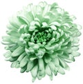 Flower  green chrysanthemum . Flower isolated on a white background. No shadows with clipping path. Close-up. Royalty Free Stock Photo