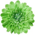 flower green chrysanthemum . Flower isolated on a white background. No shadows with clipping path. Close-up. Royalty Free Stock Photo