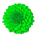 Flower green dahlia isolated on white background with clipping path. Close-up. Royalty Free Stock Photo