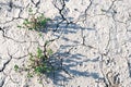 Flower green dry land cracks grey gray grayscale ground light shadow background landscape terrain twig Royalty Free Stock Photo