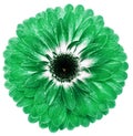 flower green gerbera. Flower isolated on a white background. No shadows with clipping path. Close-up. Royalty Free Stock Photo