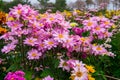 Flower, Green - Golf Course, Plant, Putting Green, Single Flower