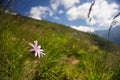 Flower in green grass