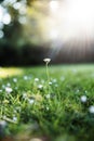 Flower Green Grass Nature Freshness Concept Royalty Free Stock Photo